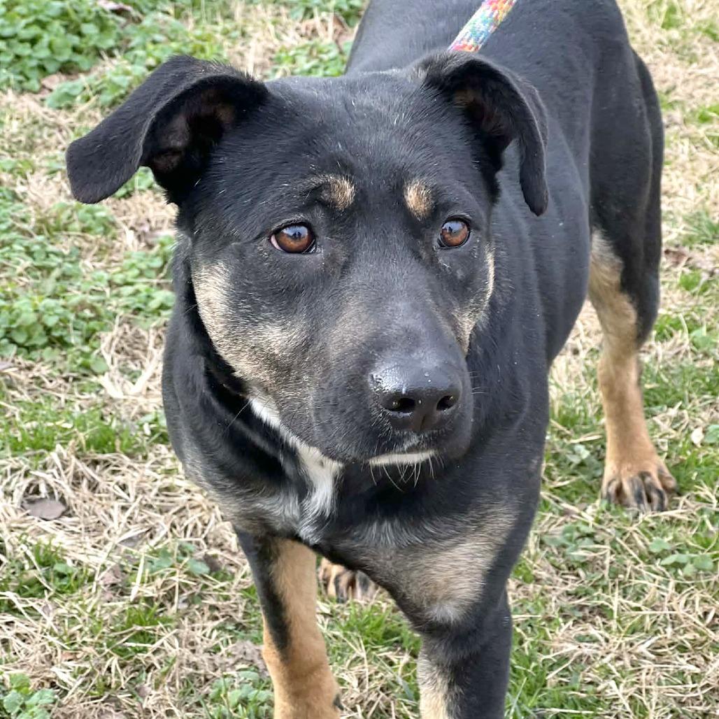 Apache, a Adoptable Mixed Breed in Huntington, WV image 6/6