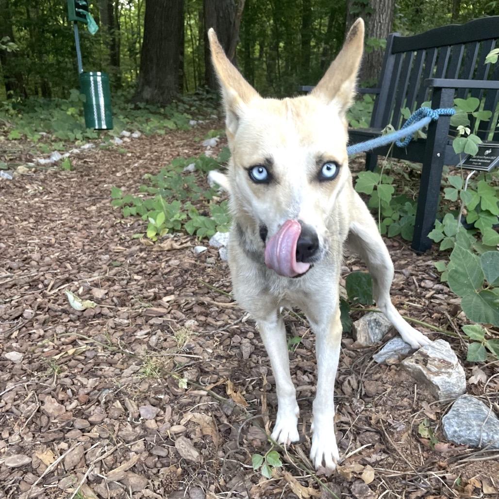 Veronica "Ronnie" 26-0436, Adoptable, Young Female Mixed Breed.