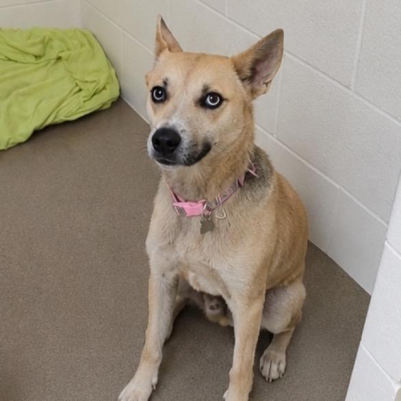 Enlarge Veronica "Ronnie" 26-0436, a Adoptable Mixed Breed in Yanceyville, NC image 2/4
