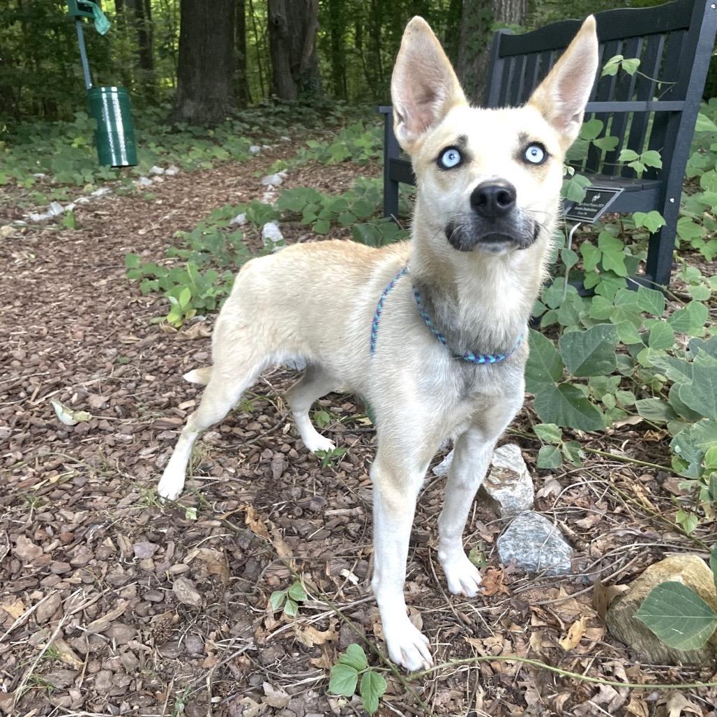 Enlarge Veronica "Ronnie" 26-0436, a Adoptable Mixed Breed in Yanceyville, NC image 4/4