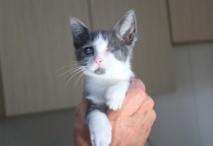 Peekaboo, Adoptable, Kitten Male Domestic Short Hair & Domestic Short Hair.