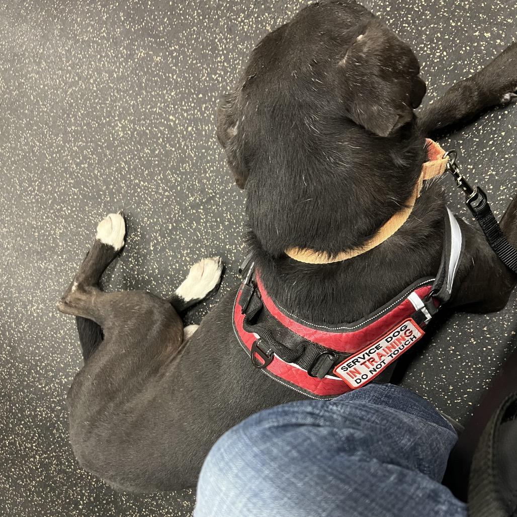 Ruka, Adoptable, Adult Male Chocolate Labrador Retriever & Husky.