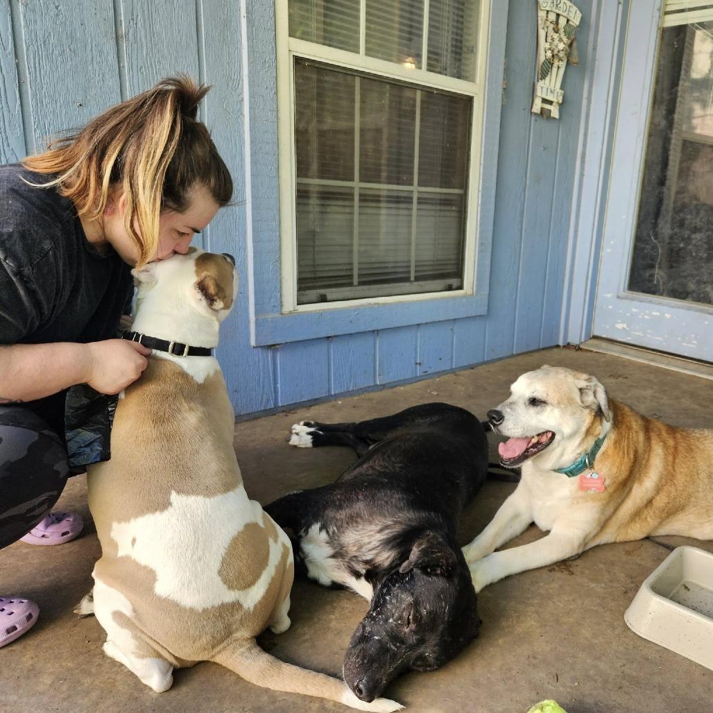 Ruka, Adoptable, Adult Male Chocolate Labrador Retriever & Husky.