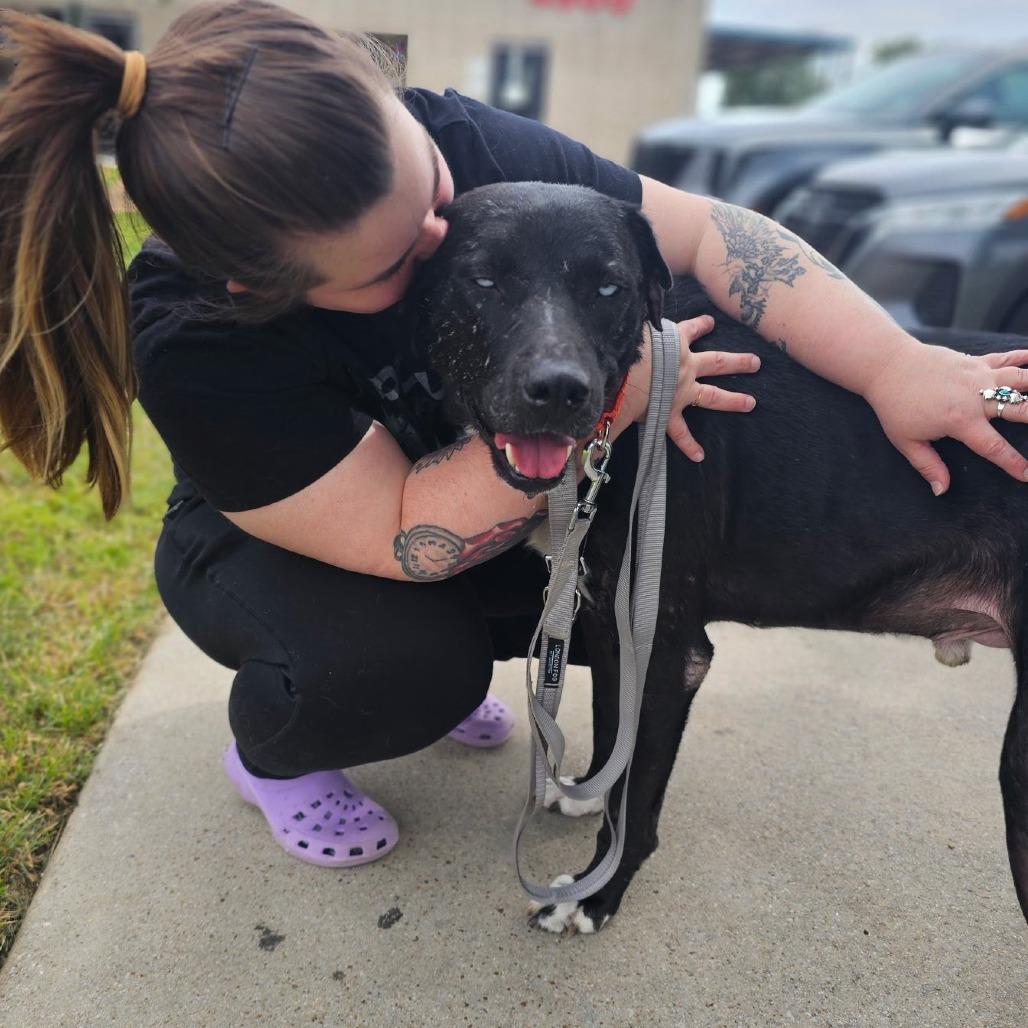Enlarge Ruka, a Adoptable mixed breed in Aledo, TX image 3/6