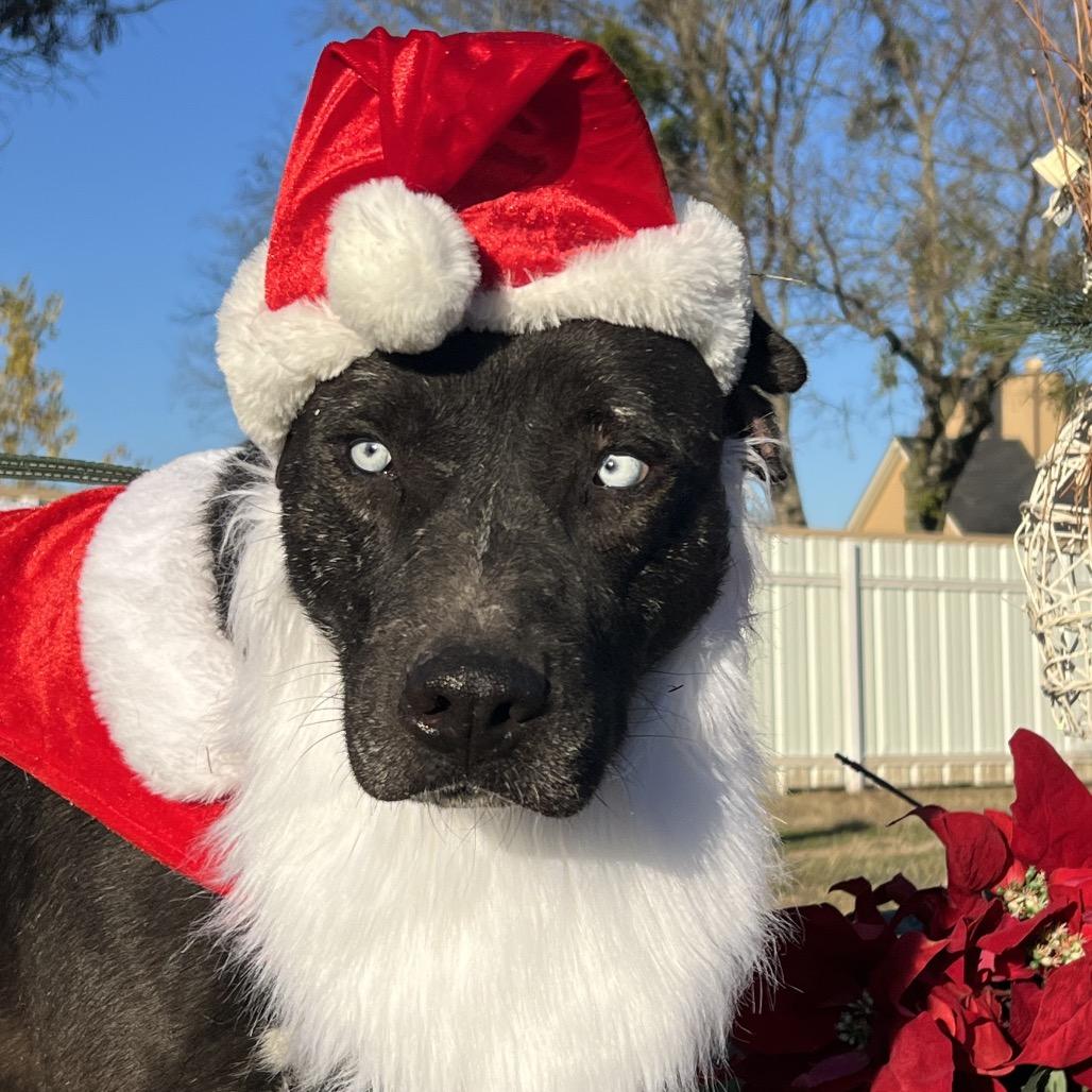 Enlarge Ruka, a Adoptable mixed breed in Aledo, TX image 6/6