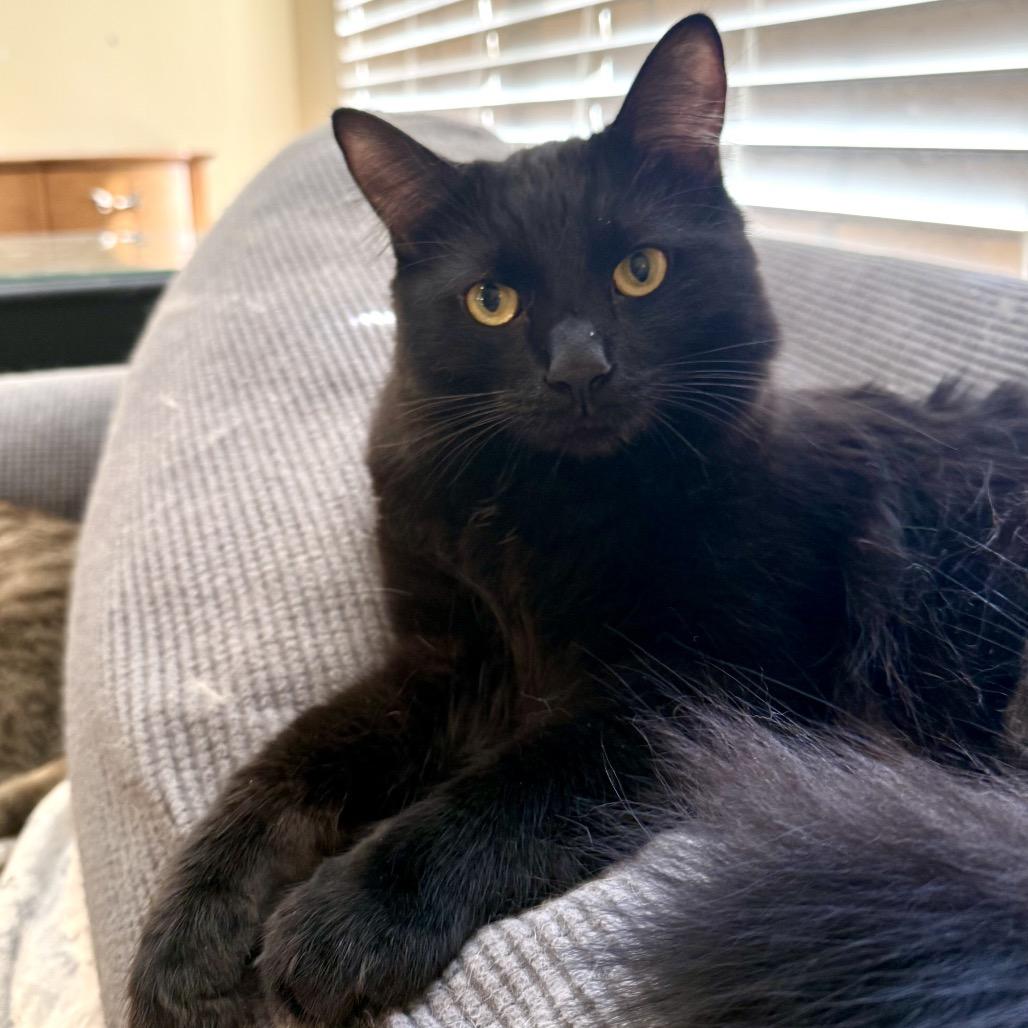 Chattooga, Adoptable, Adult Male Domestic Long Hair.
