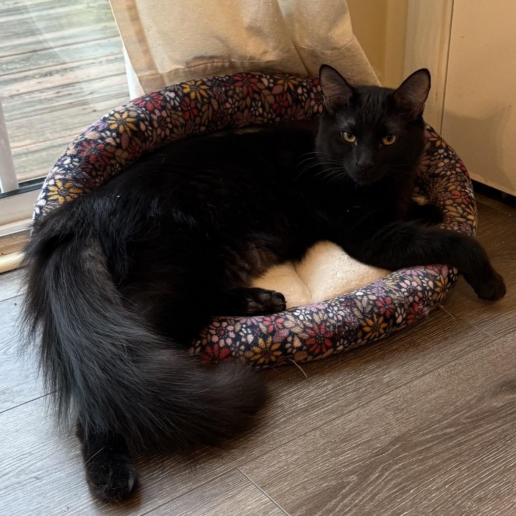 Chattooga, Adoptable, Young Male Domestic Short Hair.