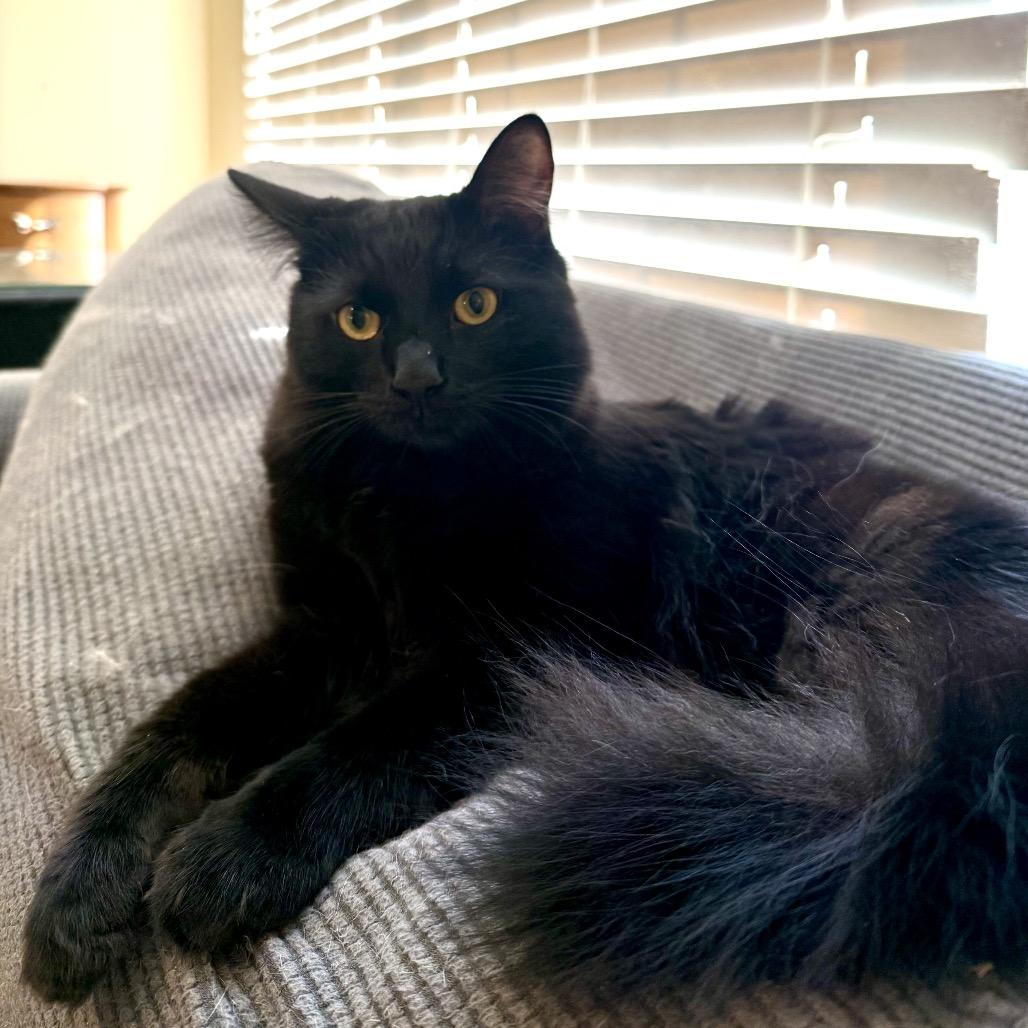 Enlarge Chattooga, a Adoptable Domestic Long Hair in Woodstock, GA image 4/6