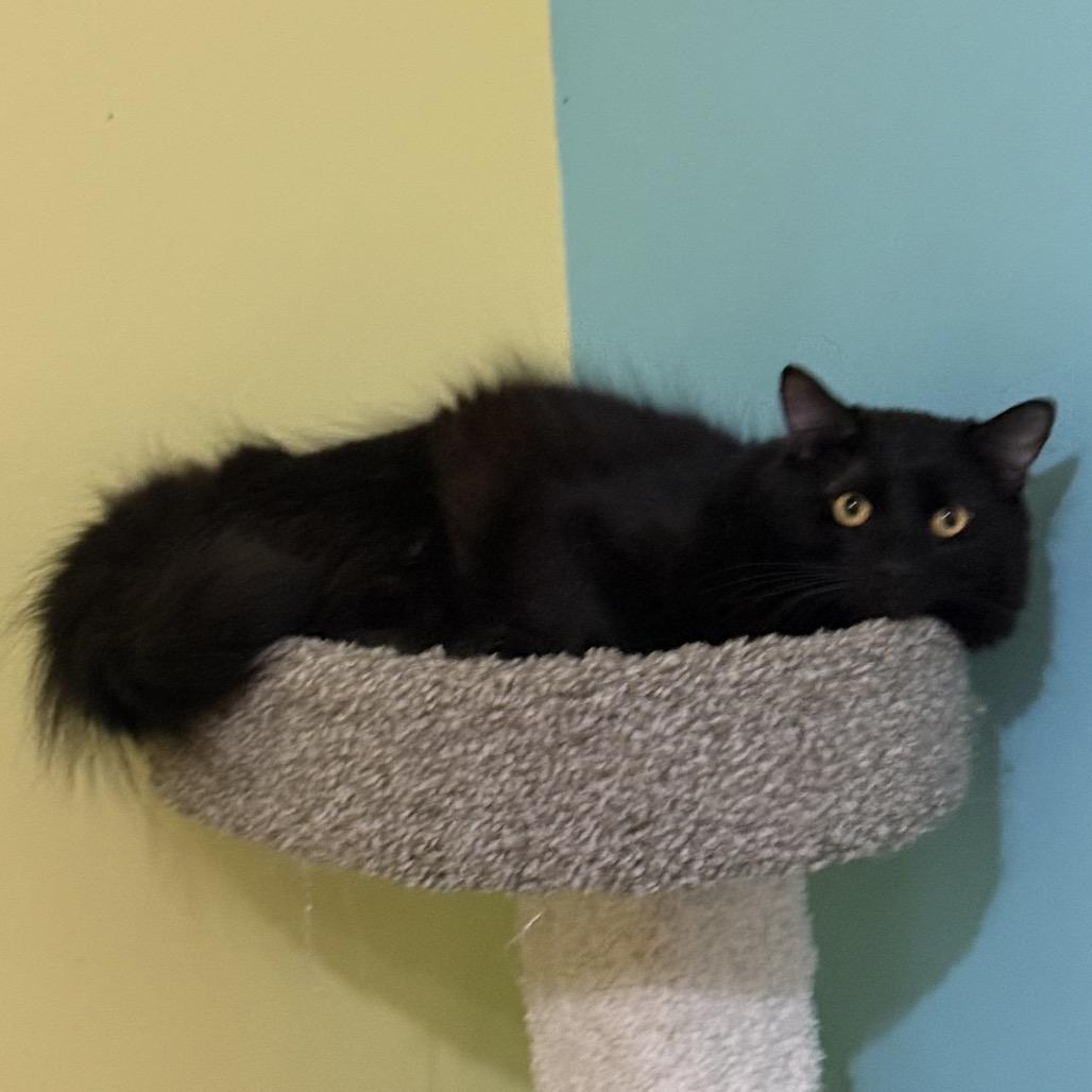 Enlarge Chattooga, a Adoptable Domestic Long Hair in Woodstock, GA image 6/6
