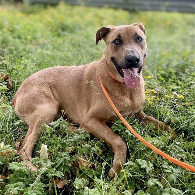 MILO, Adoptable, Young Male German Shepherd Dog & Mixed Breed.