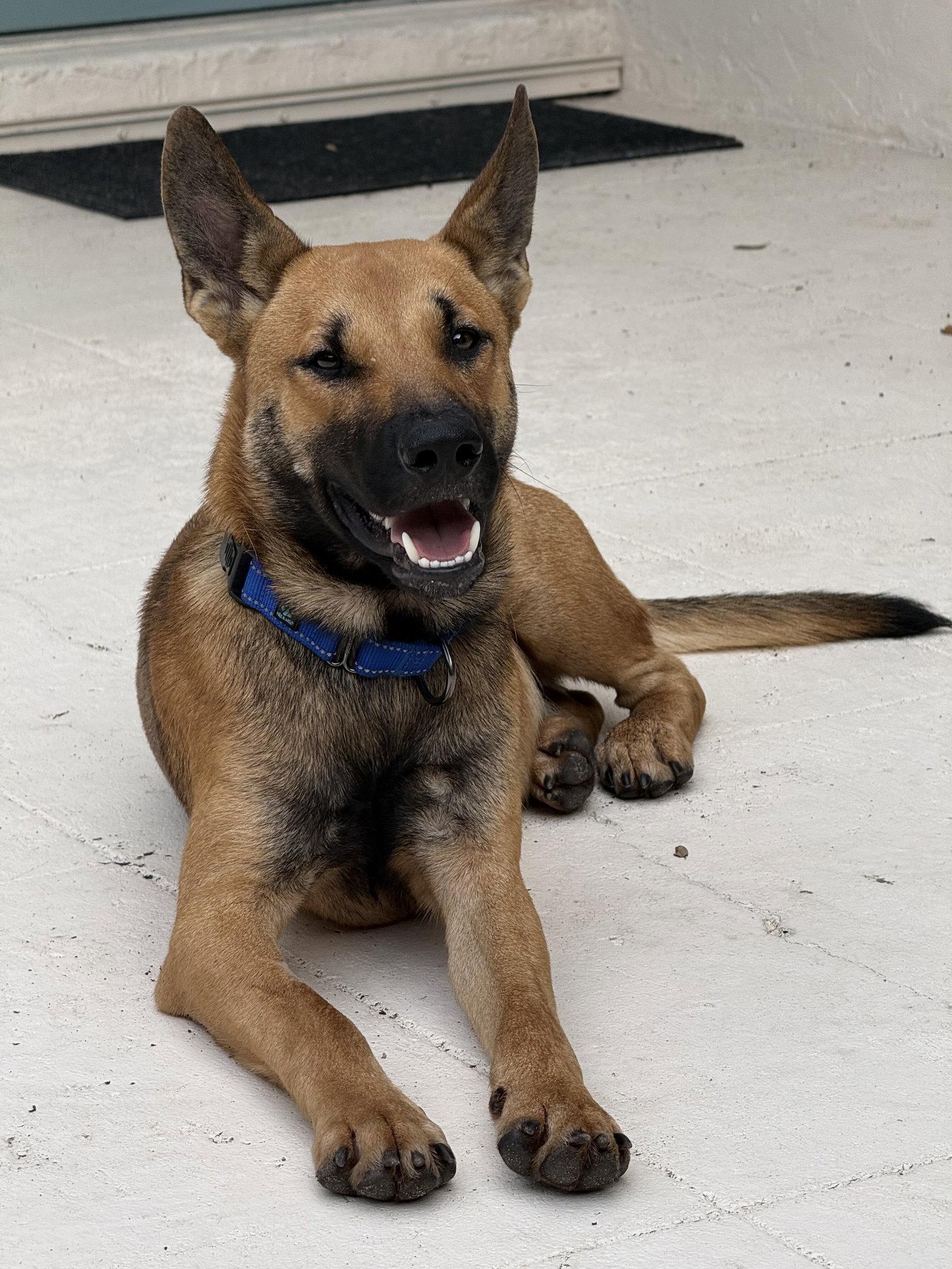 Gibson, Adoptable, Young Male German Shepherd Dog.