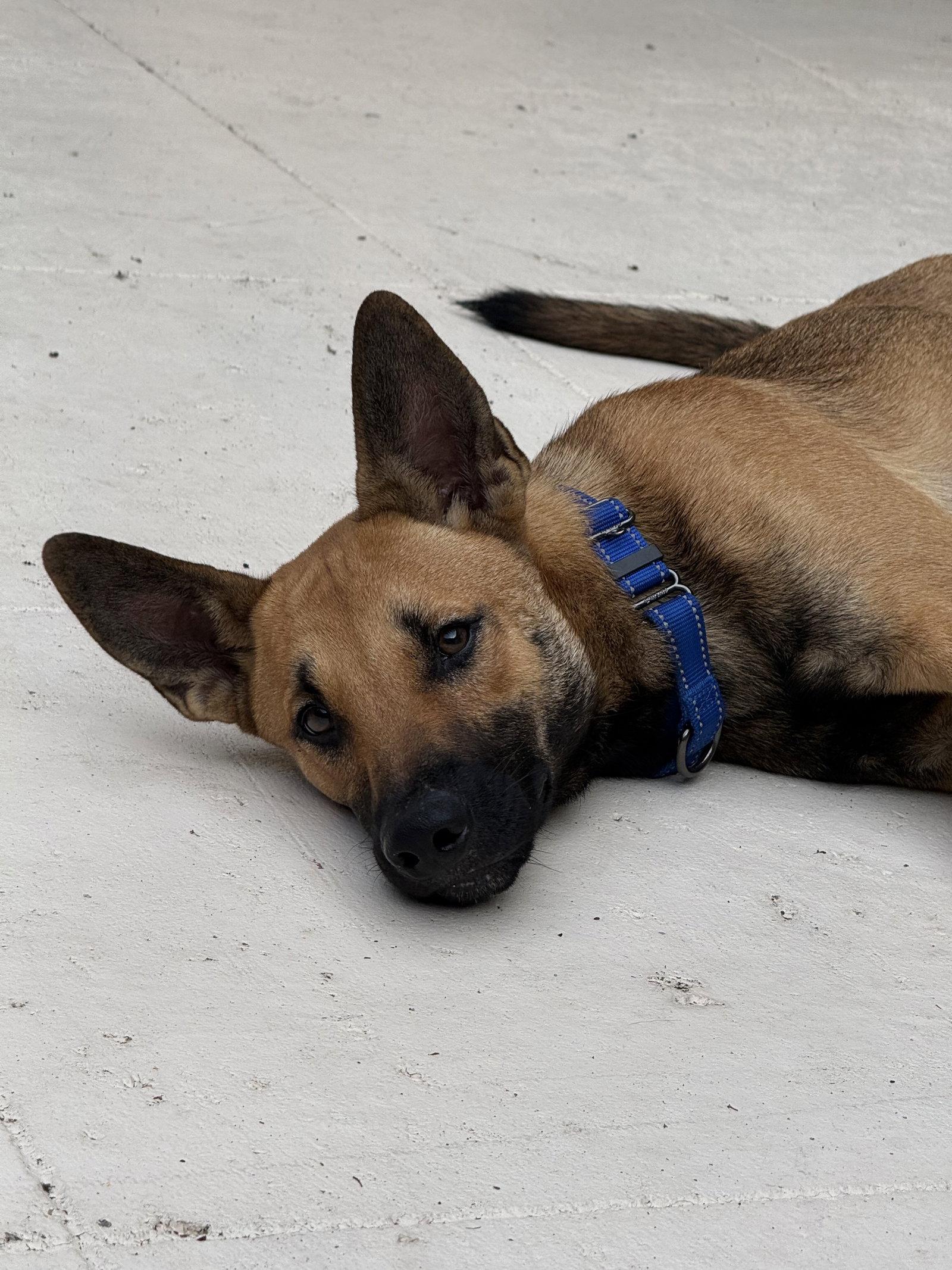Enlarge Gibson, a Adoptable German Shepherd Dog in Lighthouse Point, FL image 2/3