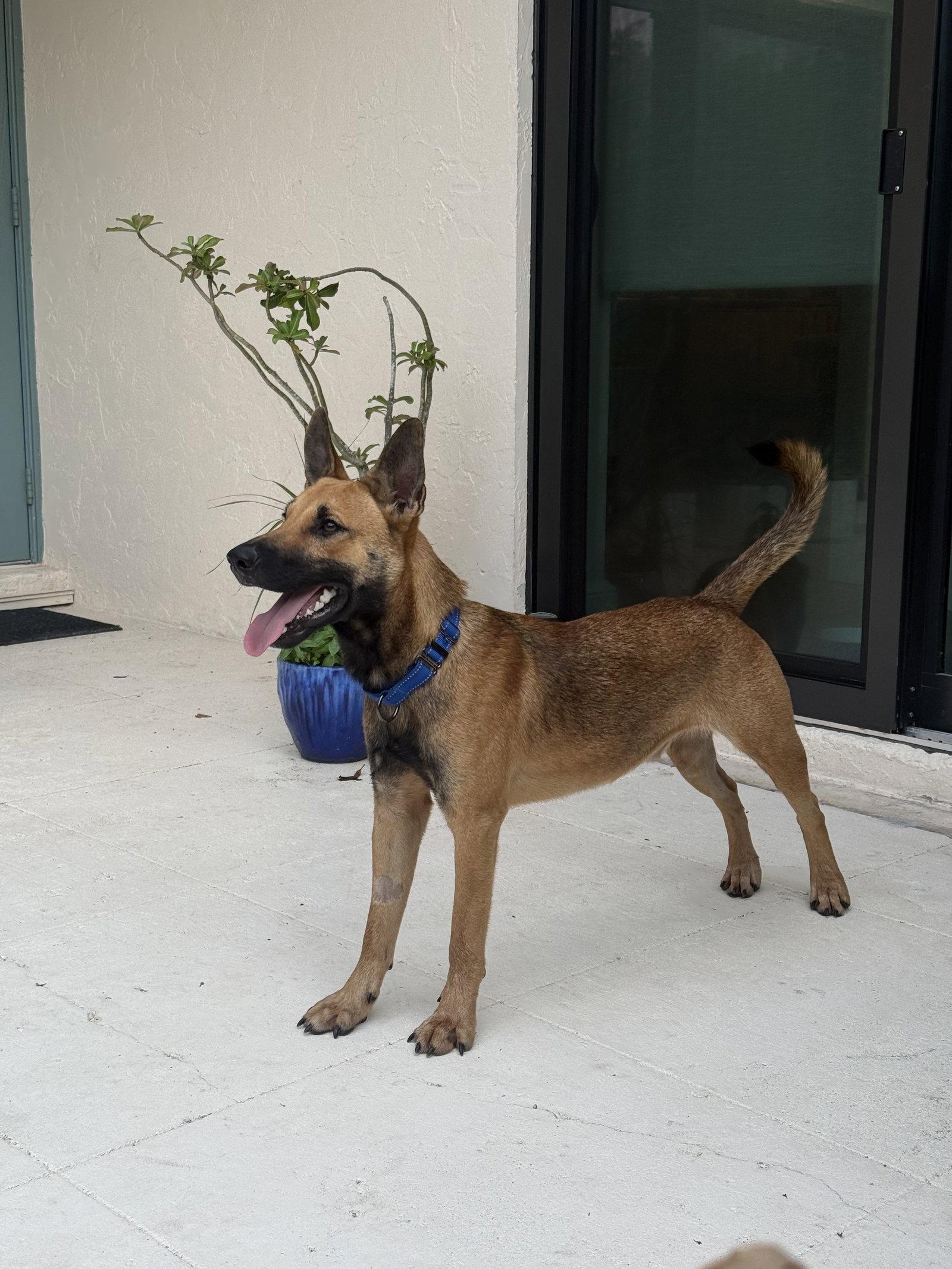 Enlarge Gibson, a Adoptable German Shepherd Dog in Lighthouse Point, FL image 3/3