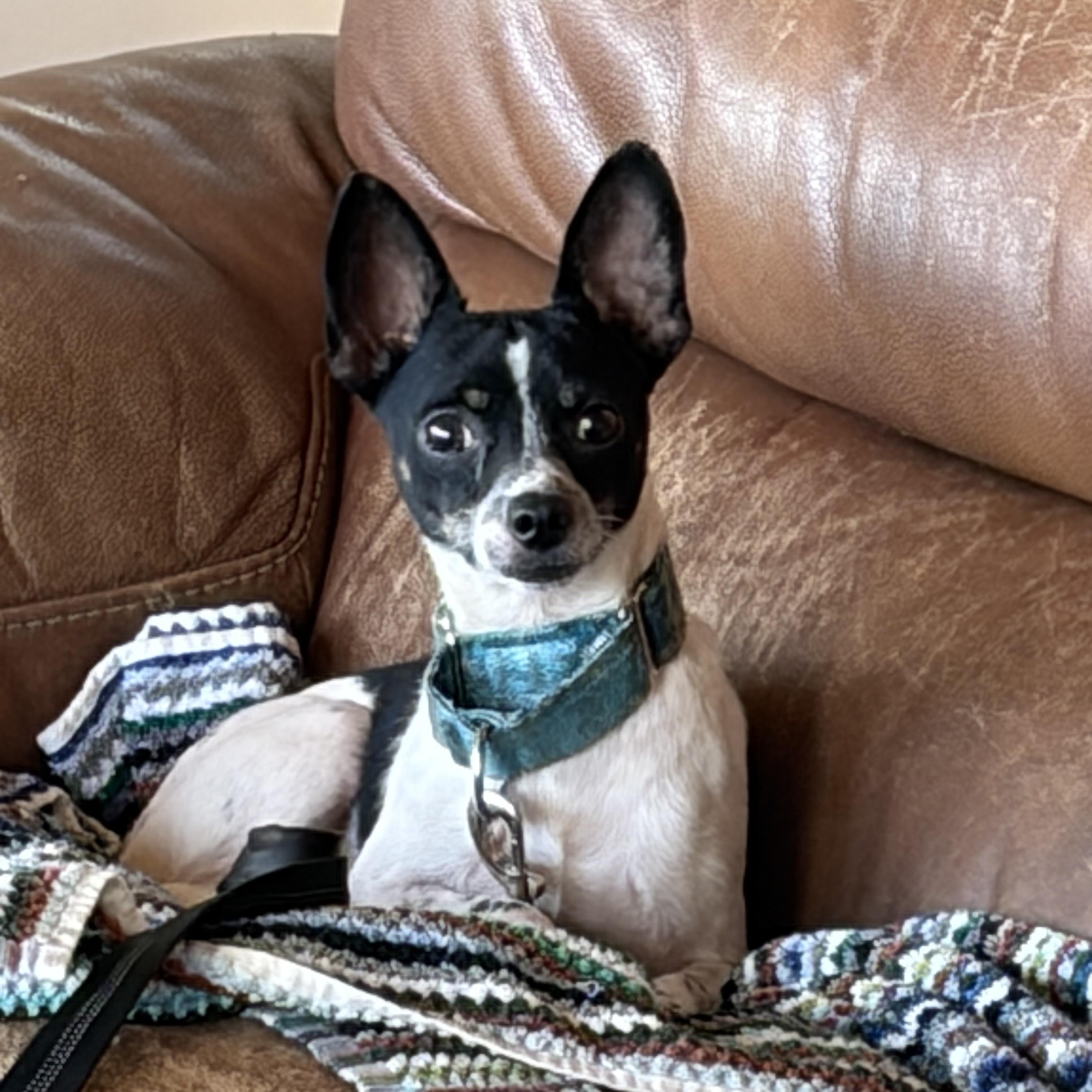 Maddox, ADOPTABLE, Adult Male Chihuahua.