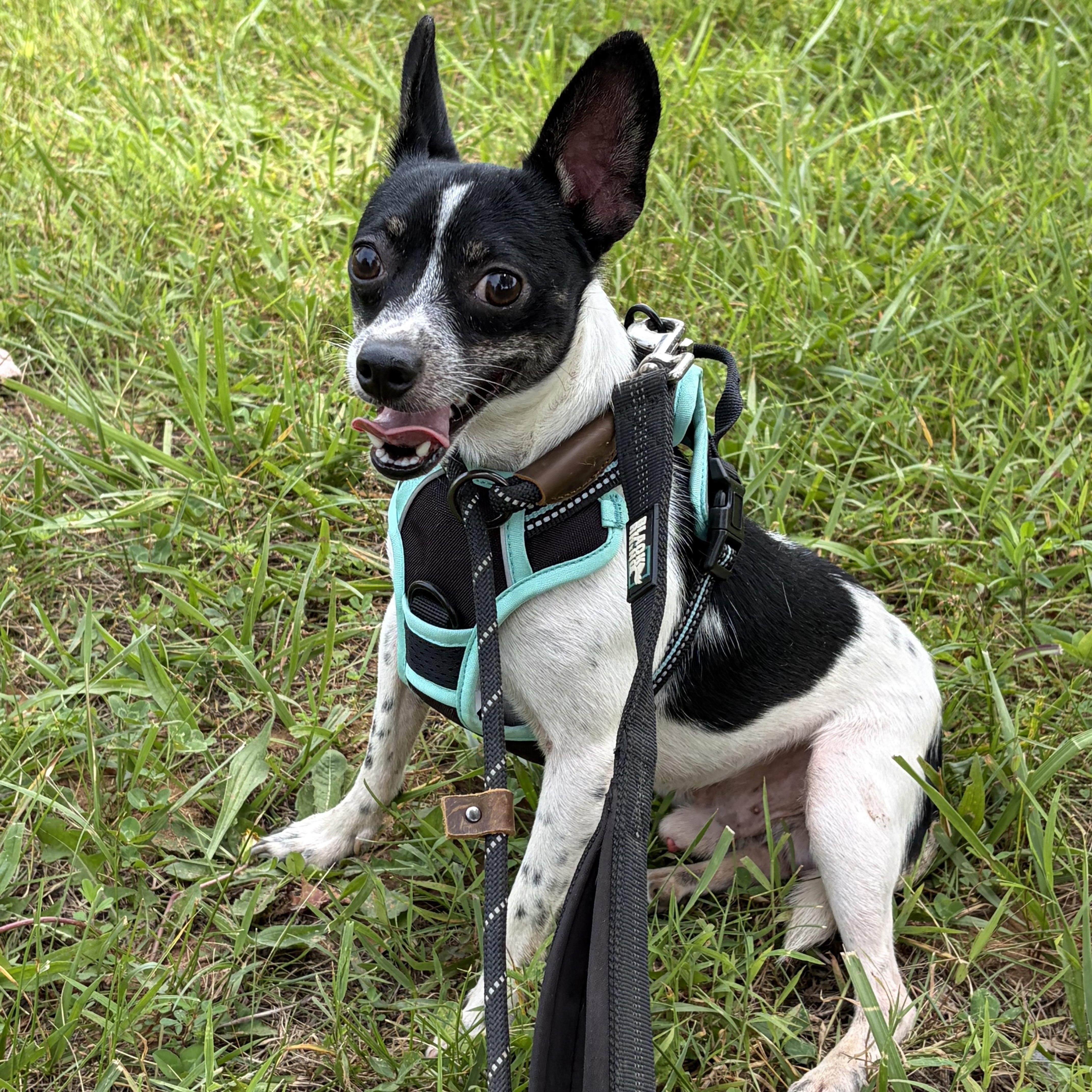 Maddox, a ADOPTABLE Chihuahua in Warrenton, VA image 2/4