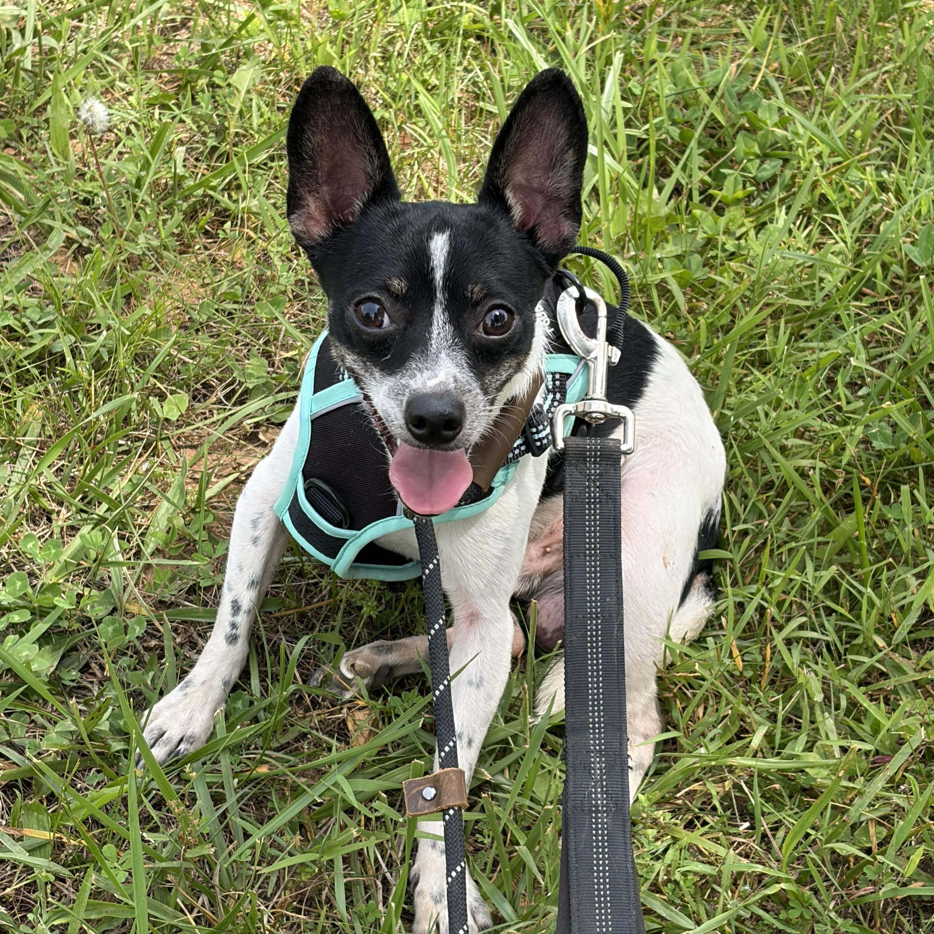 Maddox, a ADOPTABLE Chihuahua in Warrenton, VA image 3/4