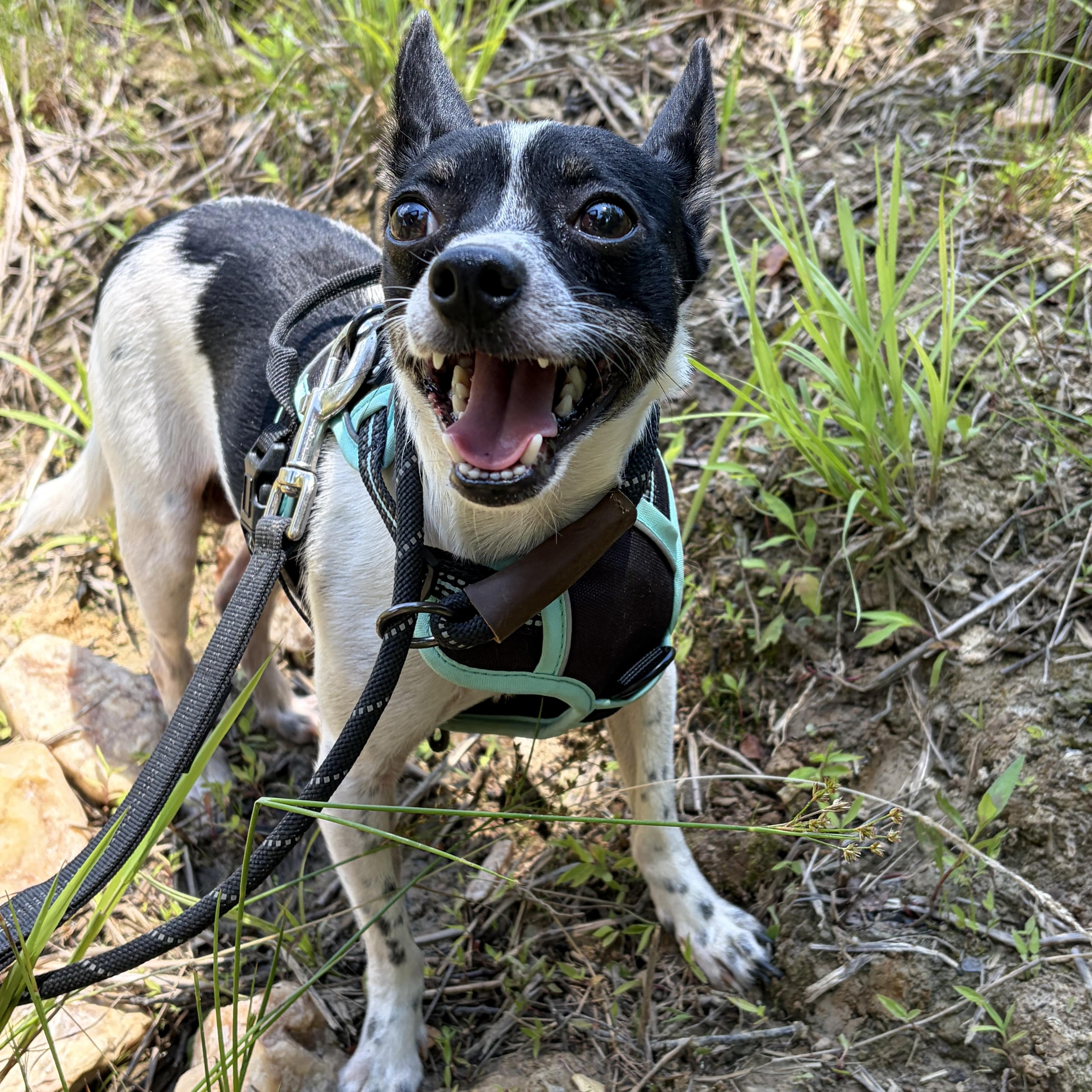 Maddox, a ADOPTABLE Chihuahua in Warrenton, VA image 4/4