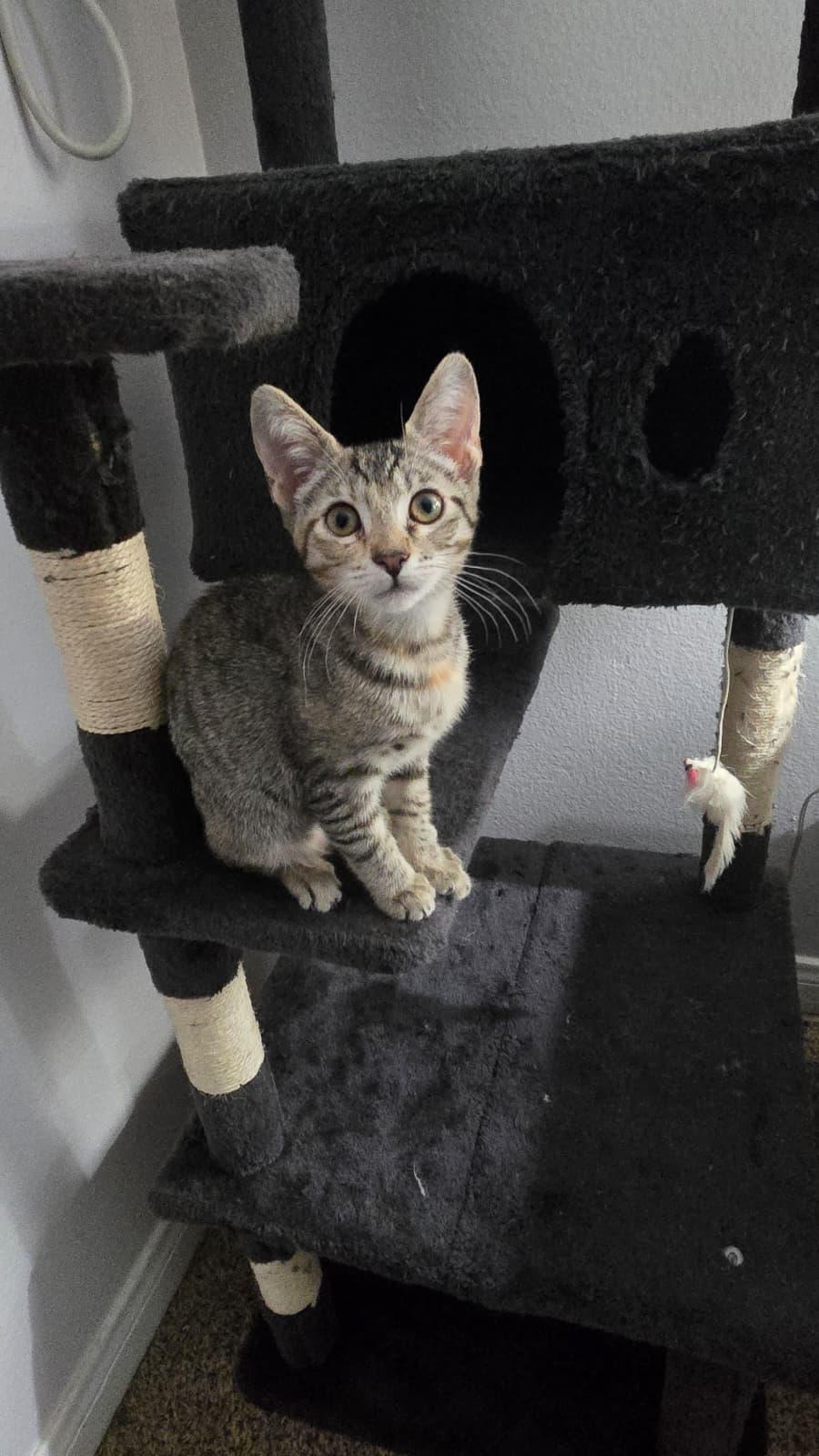 MIA, a Adoptable Domestic Short Hair in Santa Ana, CA image 2/4