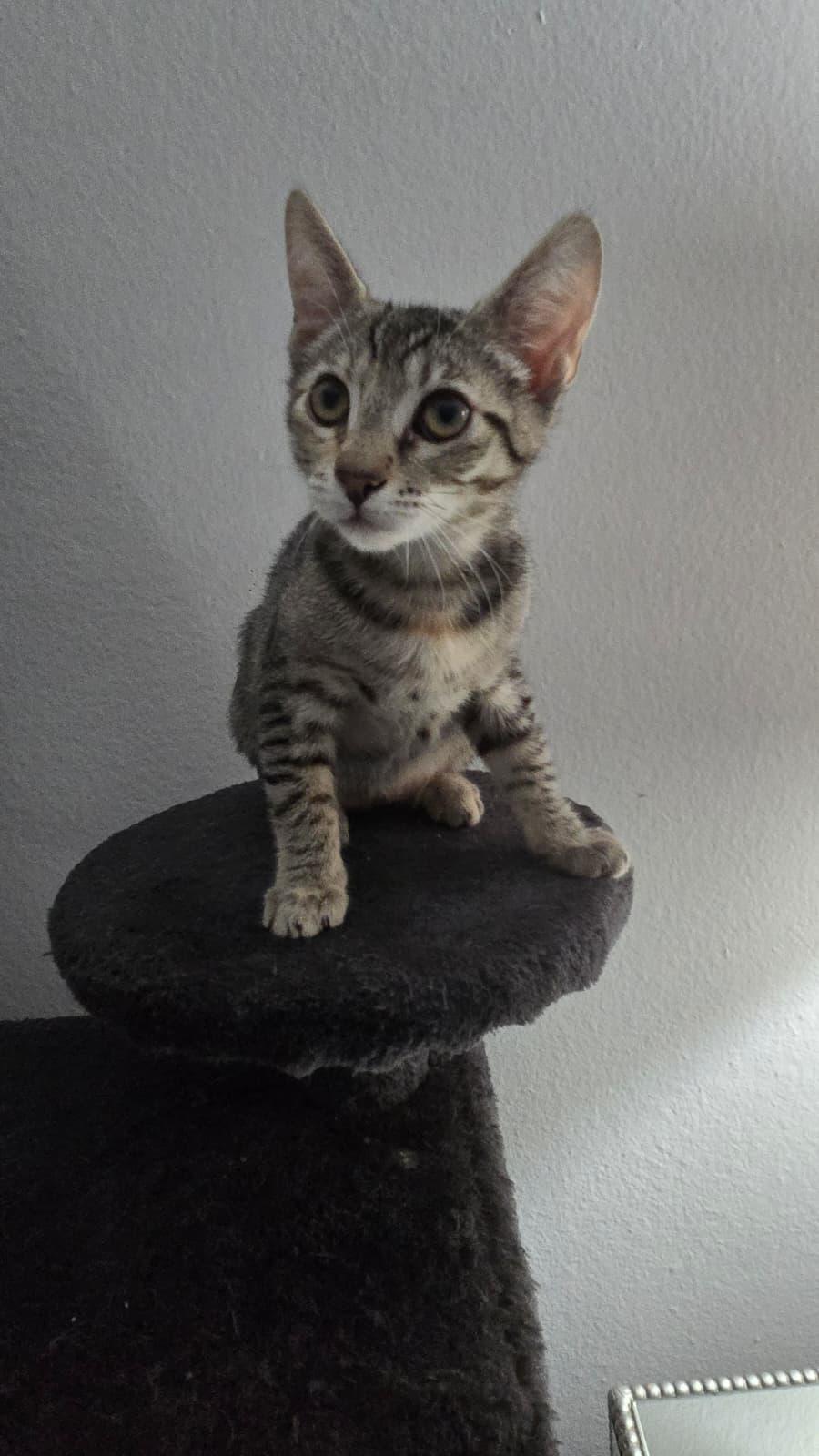 MIA, a Adoptable Domestic Short Hair in Santa Ana, CA image 3/4