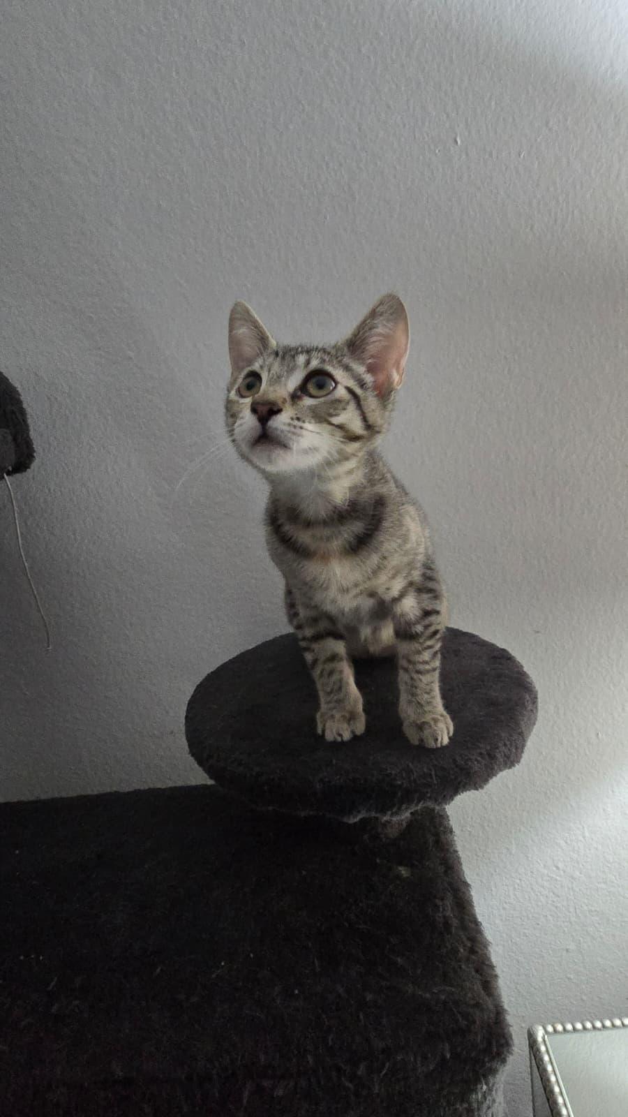 MIA, a Adoptable Domestic Short Hair in Santa Ana, CA image 4/4