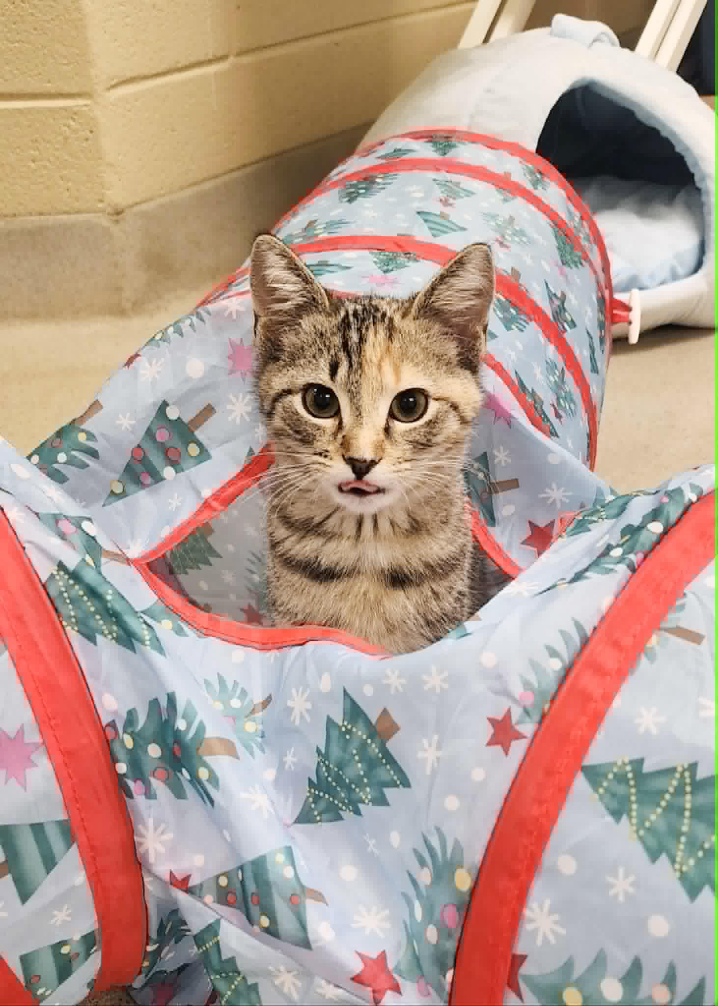 Enlarge Cornbread, a ADOPTABLE Torbie in Newland, NC image 3/3