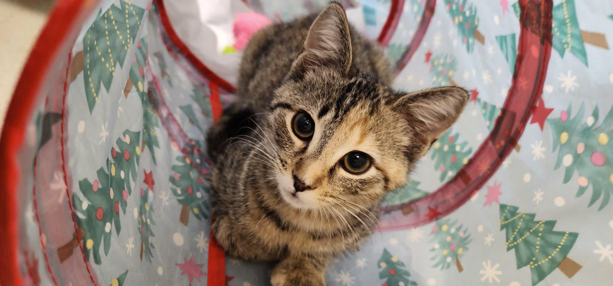 Enlarge Cornbread, a ADOPTABLE Torbie in Newland, NC image 2/3