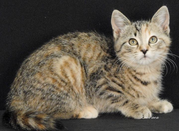 Cornbread, ADOPTABLE, Kitten Female Torbie.
