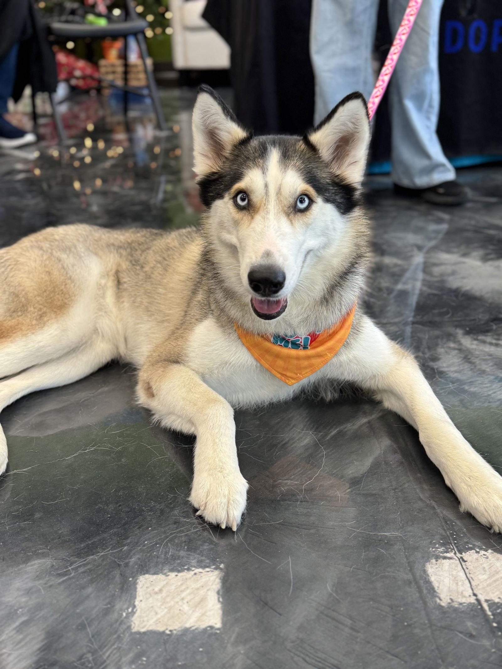 Harper, Adoptable, Adult Female Siberian Husky.