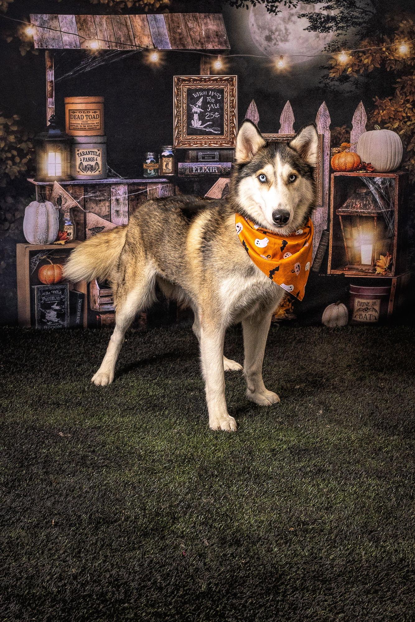 Enlarge Harper, a Adoptable Siberian Husky in Carrollton, TX image 3/3