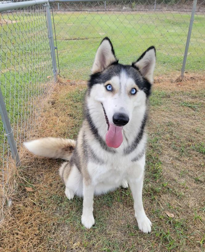 Harper, Adoptable, Adult Female Siberian Husky.