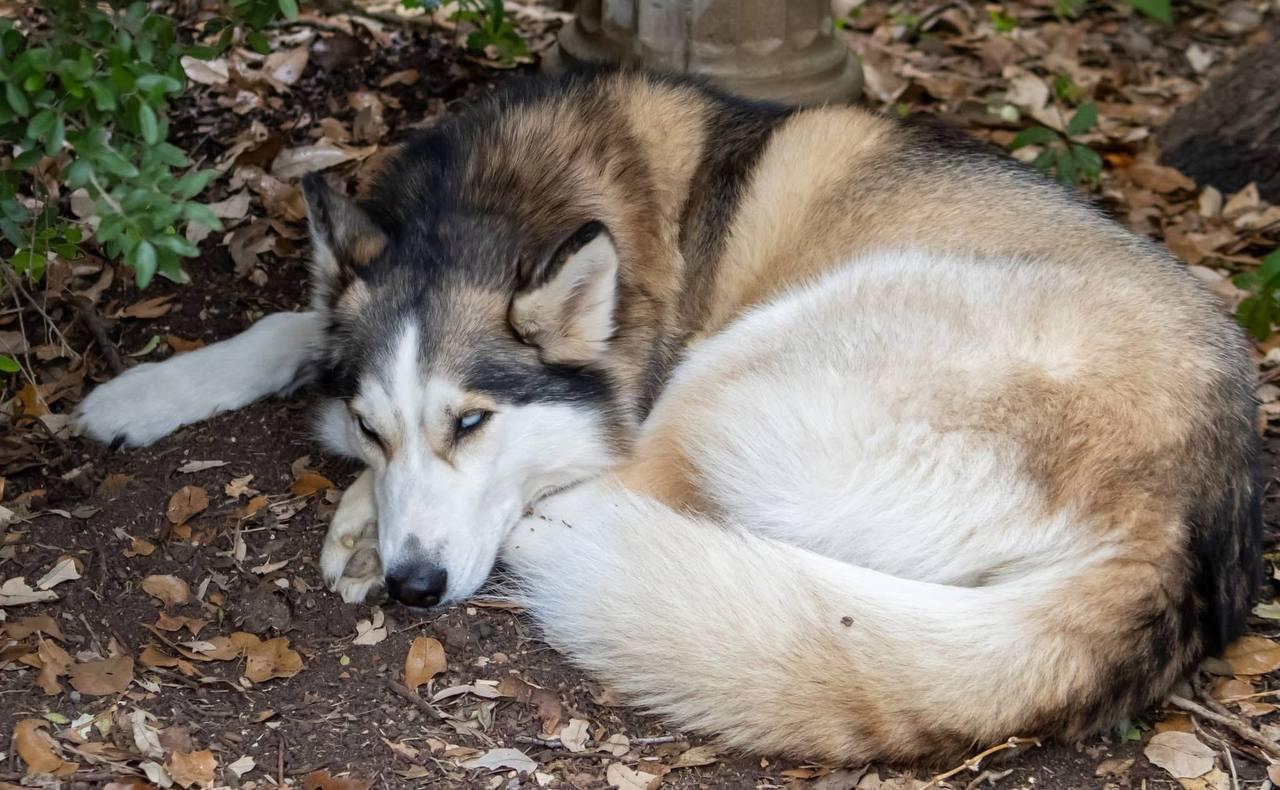 Enlarge Harper, a Adoptable Siberian Husky in Carrollton, TX image 2/3