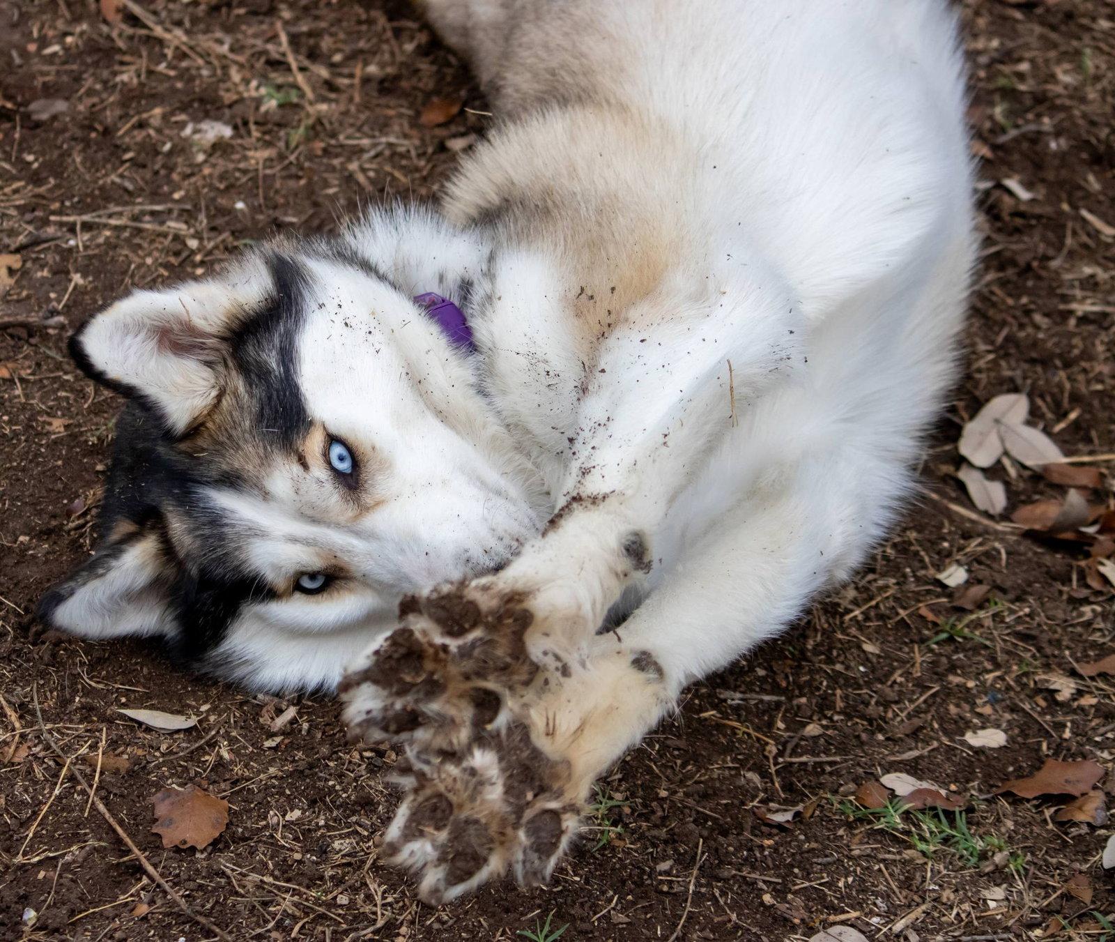 Enlarge Harper, a Adoptable Siberian Husky in Carrollton, TX image 3/3