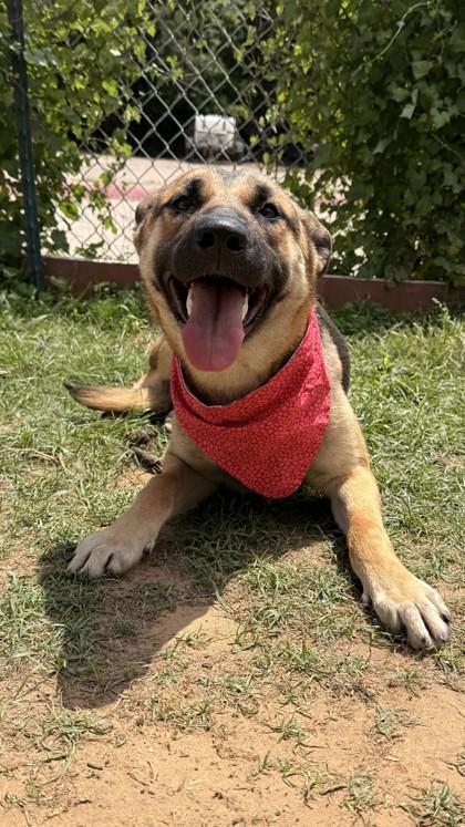 Enlarge Sammi, a Adoptable mixed breed in Balch Springs, TX image 1/3