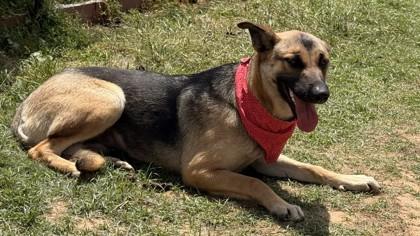 Enlarge Sammi, a Adoptable mixed breed in Balch Springs, TX image 2/3