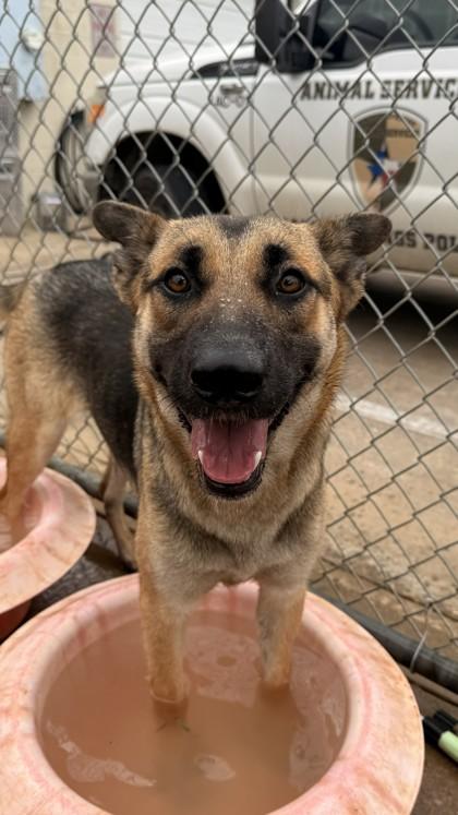 Enlarge Sammi, a Adoptable mixed breed in Balch Springs, TX image 3/3