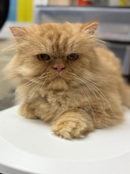 Enlarge Garfield, a Adoptable mixed breed in Irving, TX image 1/1