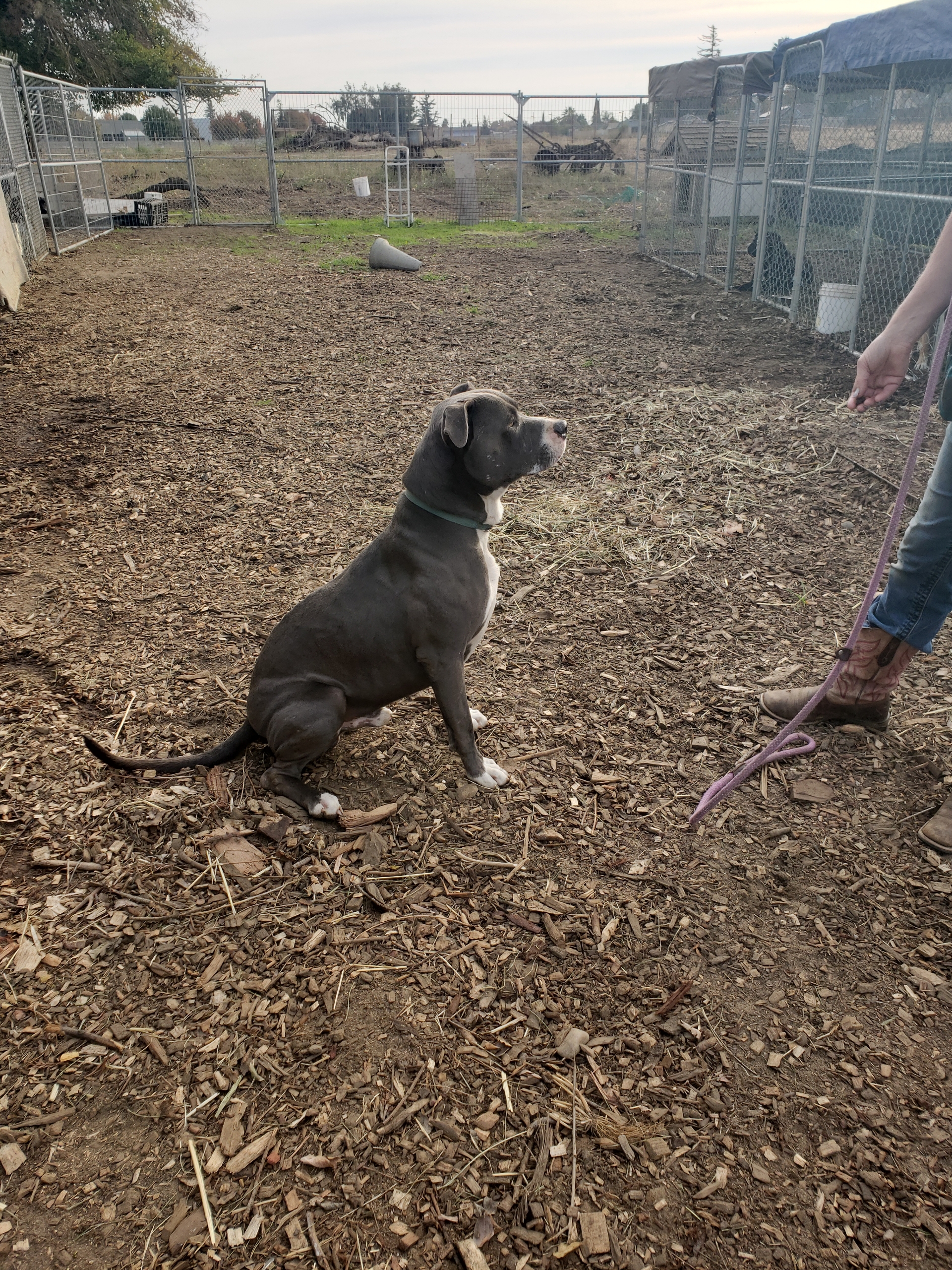Goliath, a Adoptable Pit Bull Terrier in Rocklin , CA image 4/4