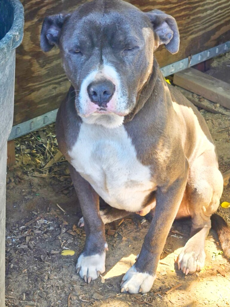 Goliath, a Adoptable Pit Bull Terrier in Rocklin , CA image 2/4