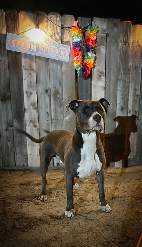 Goliath, Adoptable, Adult Male Pit Bull Terrier.