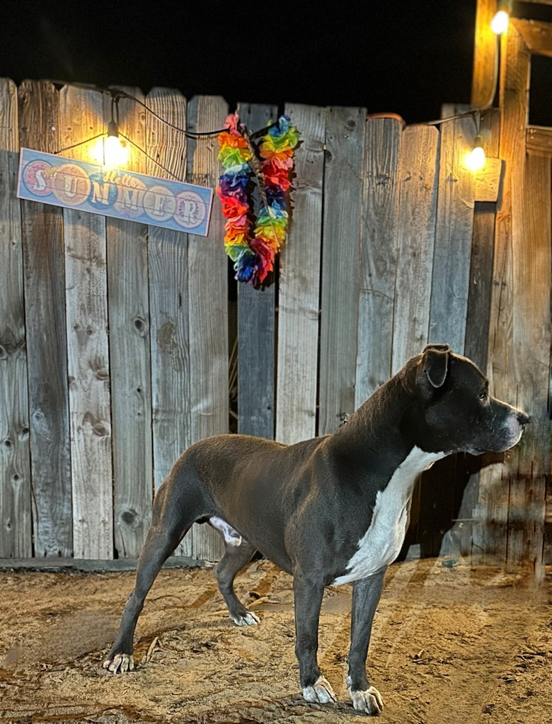 Goliath, a Adoptable Pit Bull Terrier in Rocklin , CA image 3/4