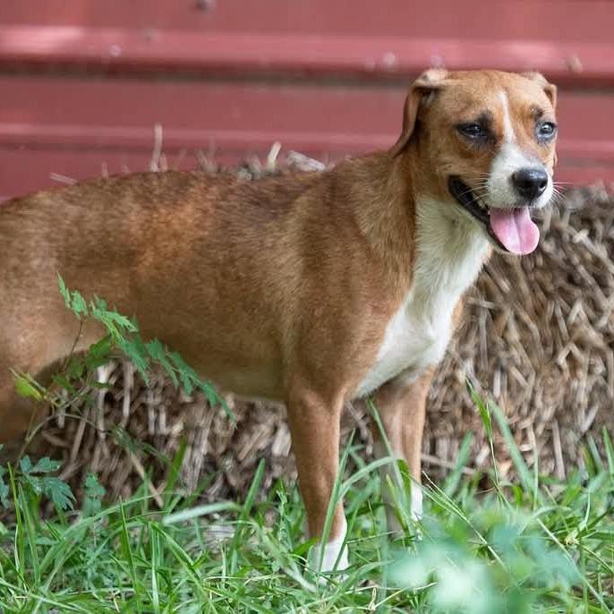 Hope 22799, Adoptable, Adult Female Terrier & Mixed Breed.