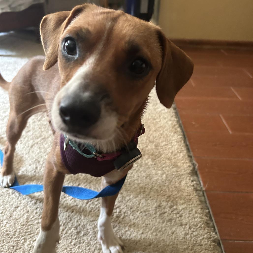 Enlarge Hope 22799, a Adoptable mixed breed in Minneapolis, MN image 2/5