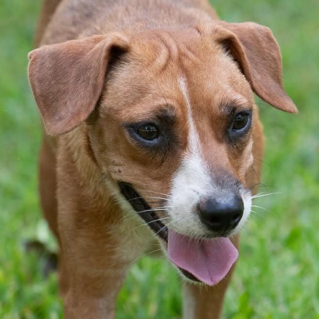 Enlarge Hope 22799, a Adoptable mixed breed in Minneapolis, MN image 3/5
