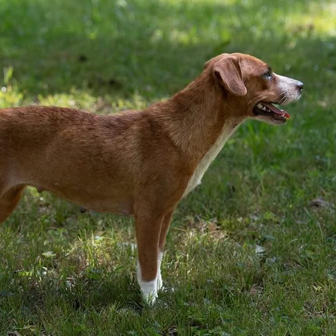 Enlarge Hope 22799, a Adoptable mixed breed in Minneapolis, MN image 4/5