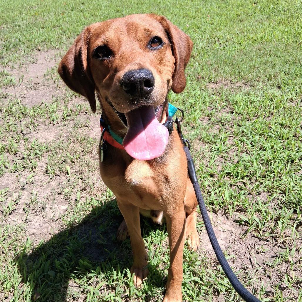 Enlarge Moose, a Adoptable Black and Tan Coonhound in Gloucester, VA image 1/4
