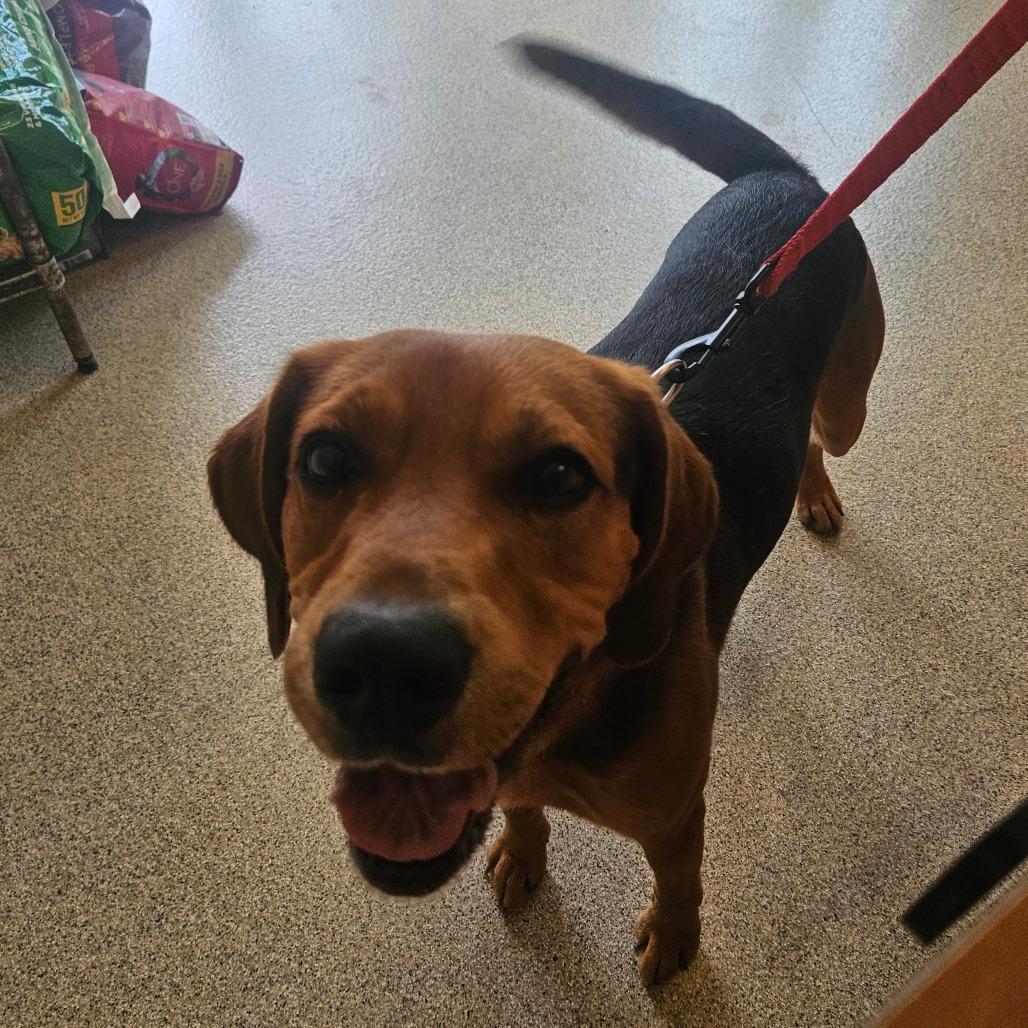Enlarge Moose, a Adoptable Black and Tan Coonhound in Gloucester, VA image 2/4