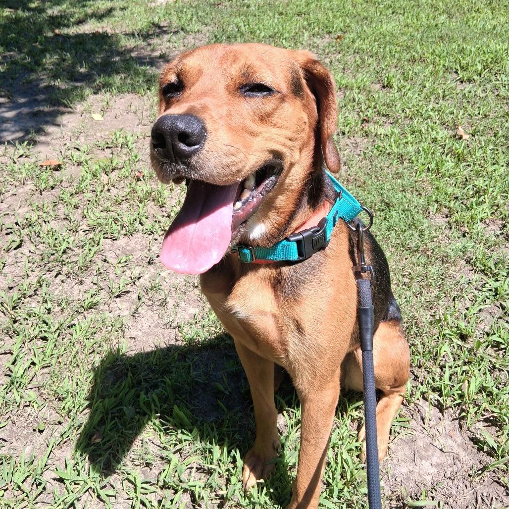 Enlarge Moose, a Adoptable Black and Tan Coonhound in Gloucester, VA image 3/4