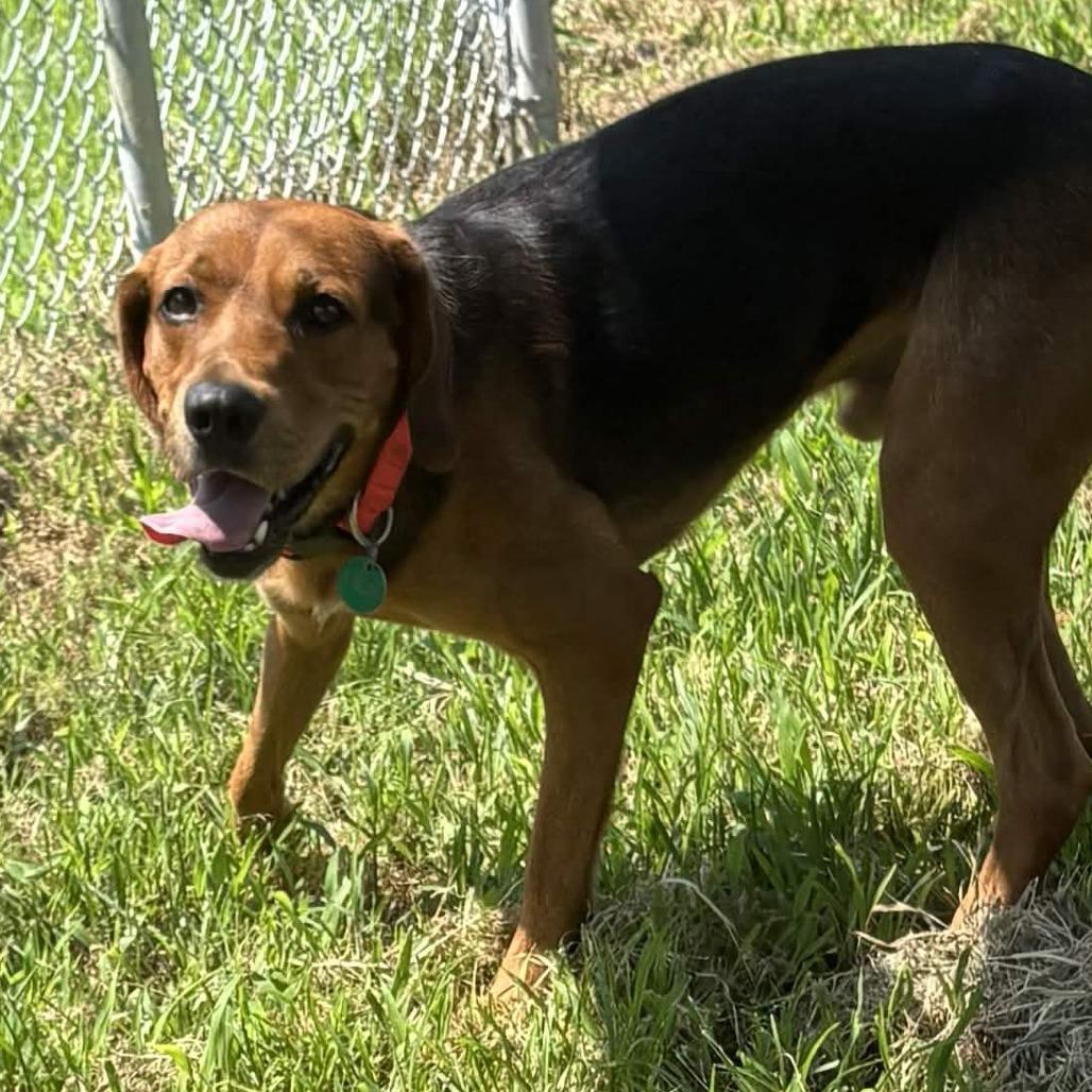 Enlarge Moose, a Adoptable Black and Tan Coonhound in Gloucester, VA image 4/4