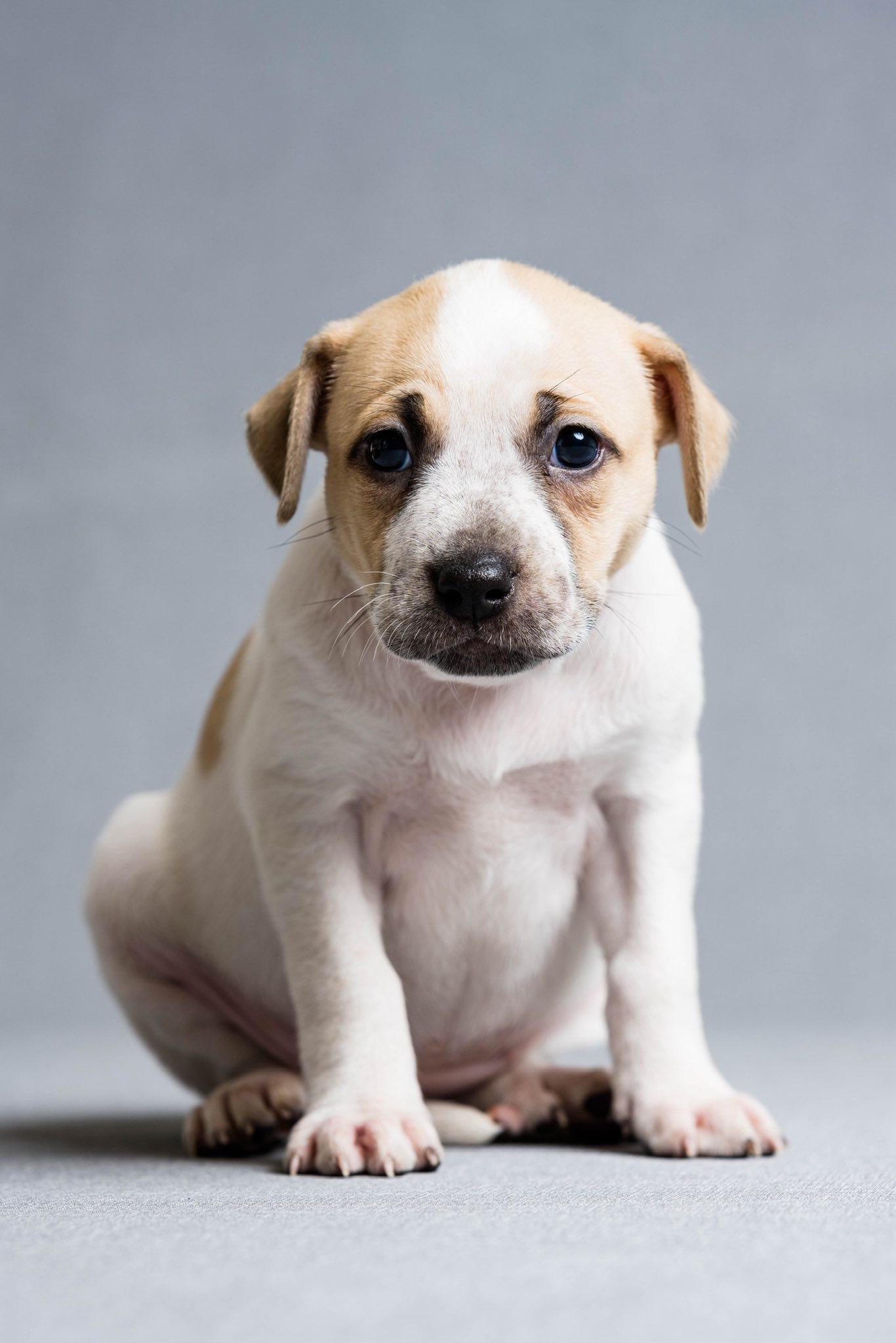 Tessa, adoptable, Puppy Female Mixed Breed.