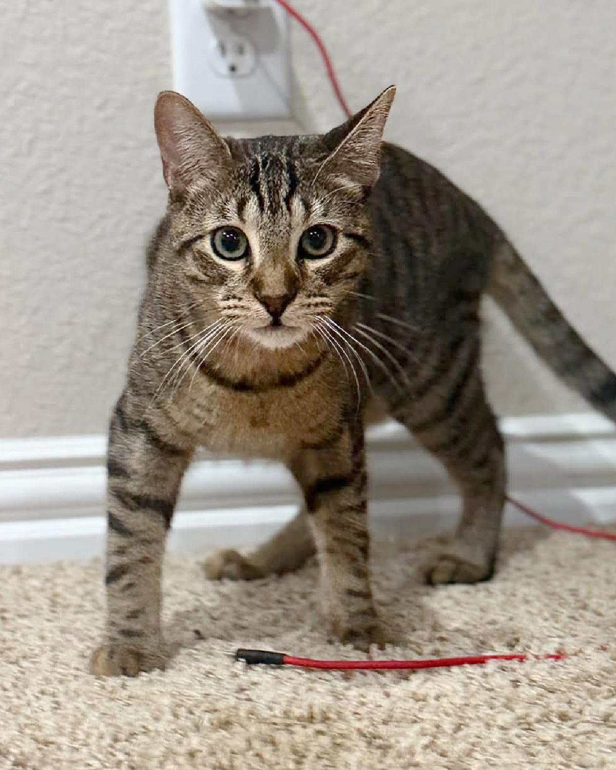 Enlarge Yoshi, a Adoptable mixed breed in Frisco, TX image 4/4